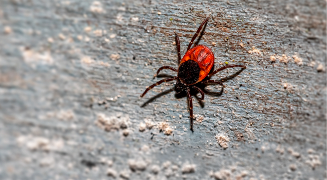 GP Failure to Diagnose Lyme Disease Compensation UK